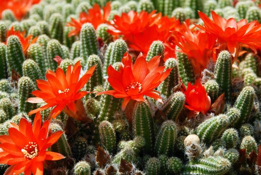 blooming flowers of Red Torch Cactus, Echinopsis huascha