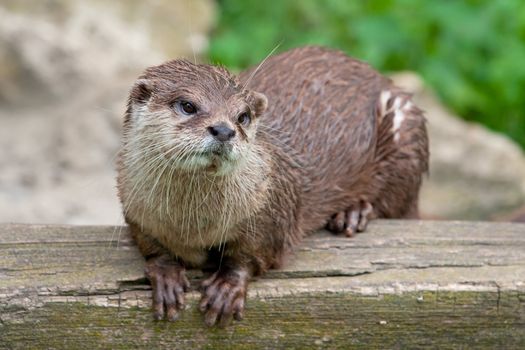 Oriental Small Clawed Otter (Aonyx cinereus)  