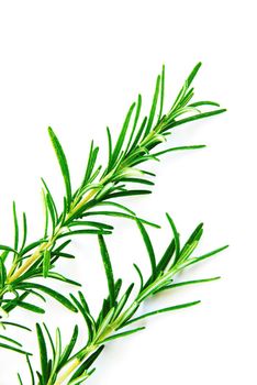 fresh rosemary green sprigs over white background