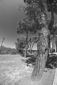 Giant Tree in a Park of Barga, Italy