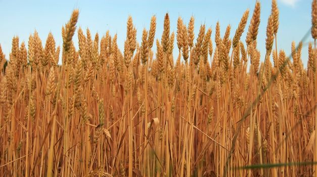 yellow wheat plant on field over blue sky