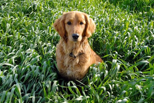 golden retriever young dog in green wheat field outdoor