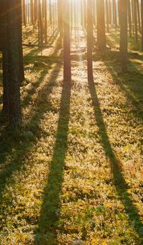 Patches of sunlight hitting pine forest tree trunks green forest floor 