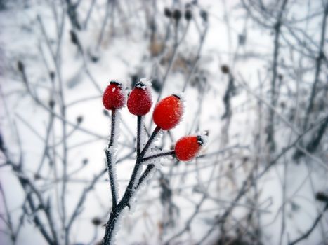 winter ice crystals on frozen dog-rose branch closeup outdoor at winter