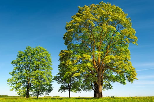 Trees on the middle of the meadow in summer