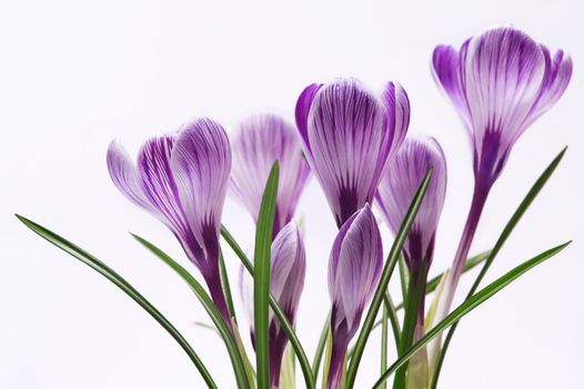family of striped flowers; crocus isolated on white background