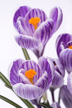 striped purple crocus isolated on white background
