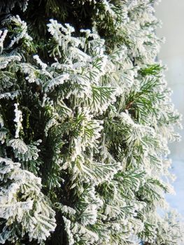 frost on Chamaecyparis tree branch over snow winter background