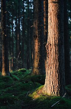 Patches of sunlight hitting pine forest tree trunks green forest floor 