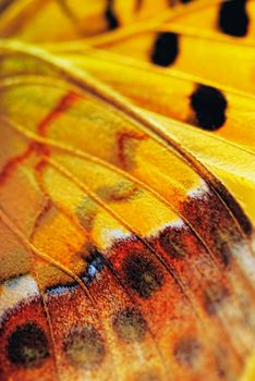 Closeup of wing of butterfly with black veined