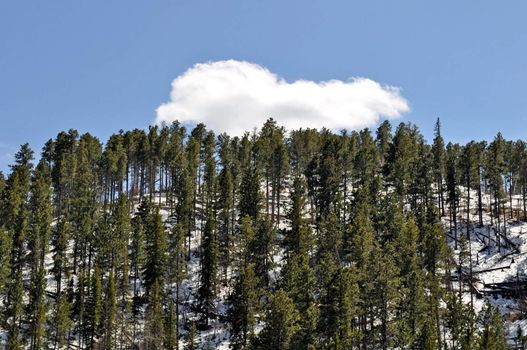 Black Hills South Dakota