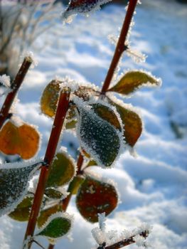 frost on plant over snow winter background