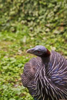 Vulturine Guineafowl, the largest extant guineafowl species, inhabit primary Central Africa