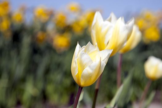 Closeup of yellow tulips in field.