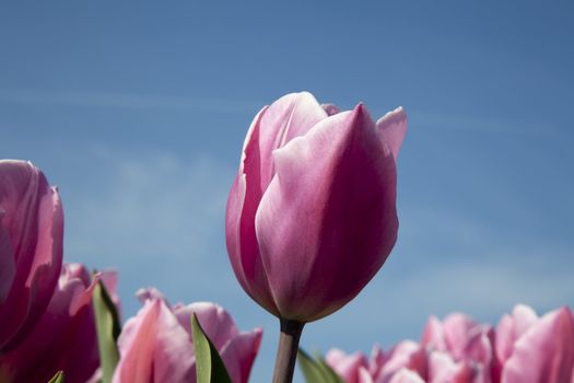 Pink tulip in a field with sky in the  background. Horizontal orientation.