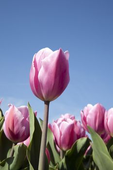 Pink tulip in a field with sky in the  background. Vertical orientation.
