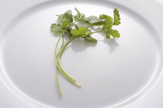 Fresh Cilantro on white plate