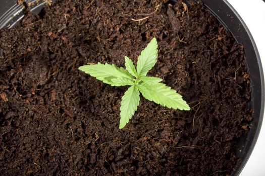 Potted cannabis seedling. 