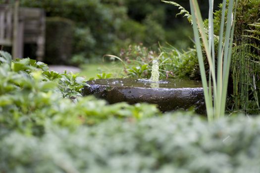 Small fountain amongst greenery in summer garden.  Shallow DOF.