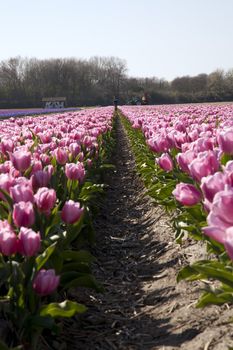 Rows of pink tulips in Holland