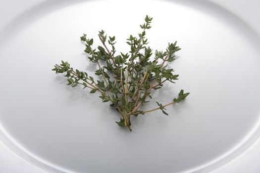 Fresh thyme on white plate