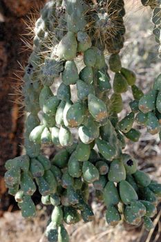 Cactus Tree