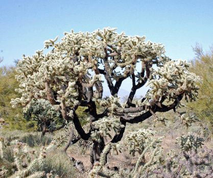 Cactus Tree