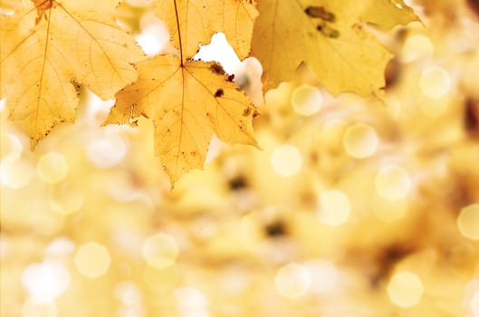 Colorful autumn leaves with shallow focus background. 

