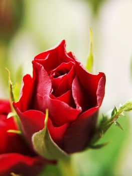 Red roses, isolated with green leaves towards white