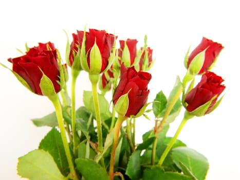 Red roses, isolated with green leaves towards white