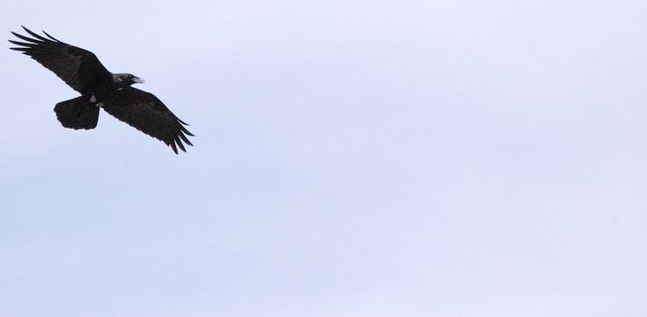 Flying Black Bird Background