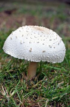 Mushroom