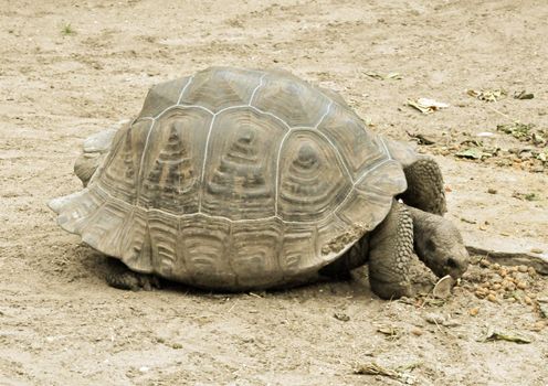 Old tortoise eats fruit