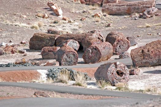 Petrified Forest