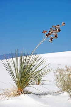 White Sands New Mexico