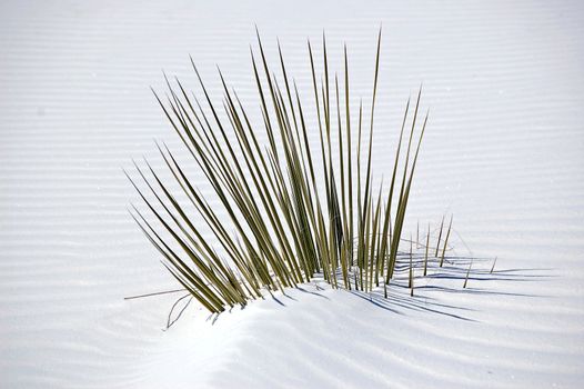 White Sands New Mexico