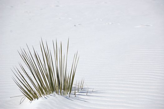 White Sands New Mexico