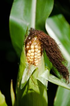 Closeup of ripe corn vegetable still on plant