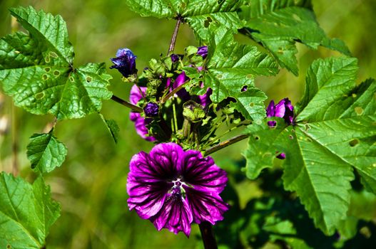 Closeup of purple hollyhock flower (malva) in the garden in early fall
