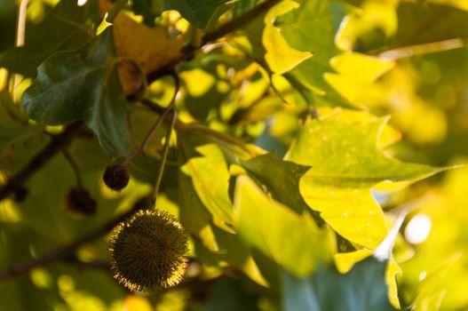 Closeup on sycamore tree with fruit and leaves in sunlight