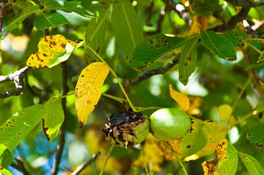 Closeup of fresh walnut fruits ripening on the tree in late summer