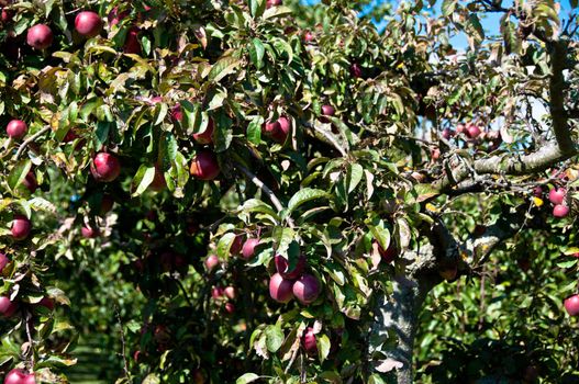 Old apple tree in late summer with rich fruits