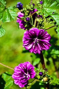 Closeup of purple hollyhock flower (malva) in the garden in early fall