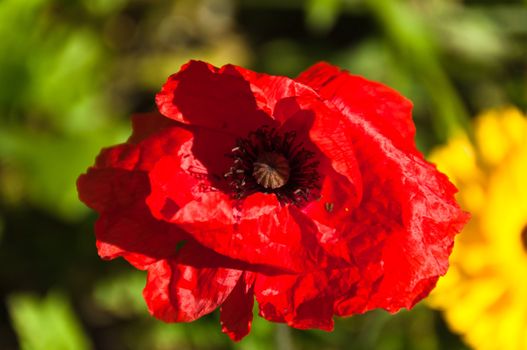 Closeup of red poppy flower against blurred background