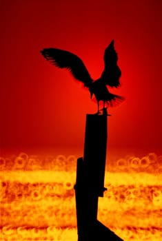 Seagull landing on a post at sunset