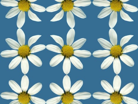 daisy on blue