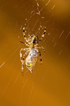 a spider and a wasp in a web