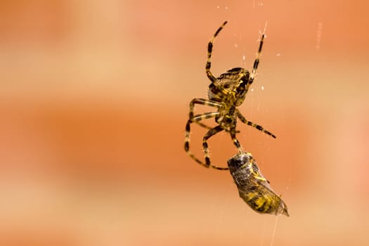 a spider and a wasp in a web