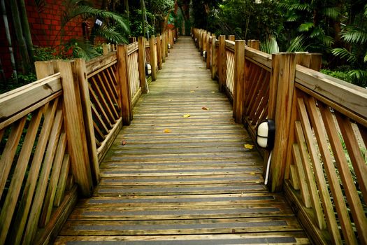 wood way in forest
