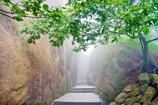 Mountain path surrounded by a green tree in Hunagshan,China